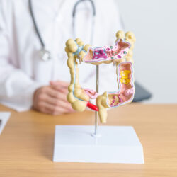 Sistema digestivo-intestinal / Hepático / Renal